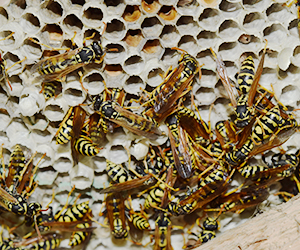 Earlybird Pest Control project